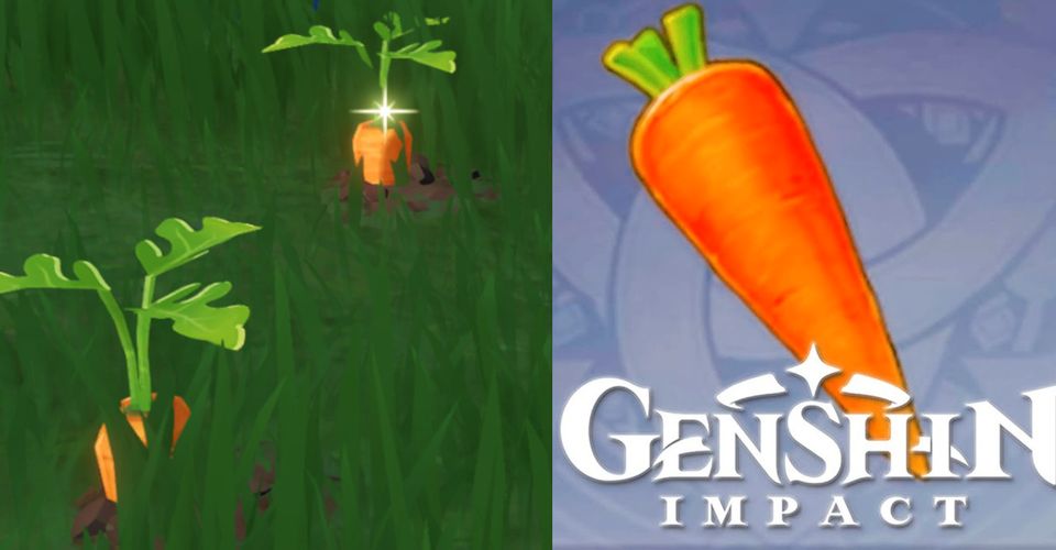 Где найти морковь в Genshin Impact: все локации