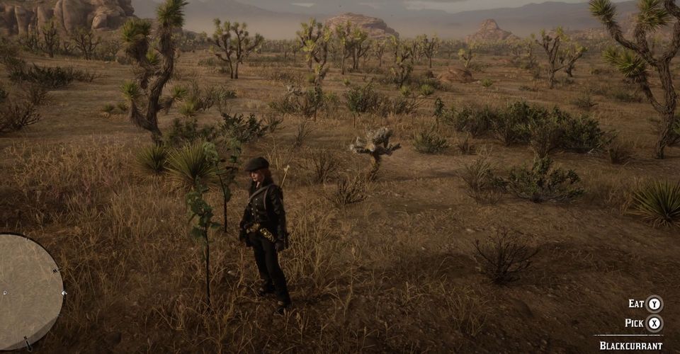 Как выращивать черную смородину в Red Dead Online