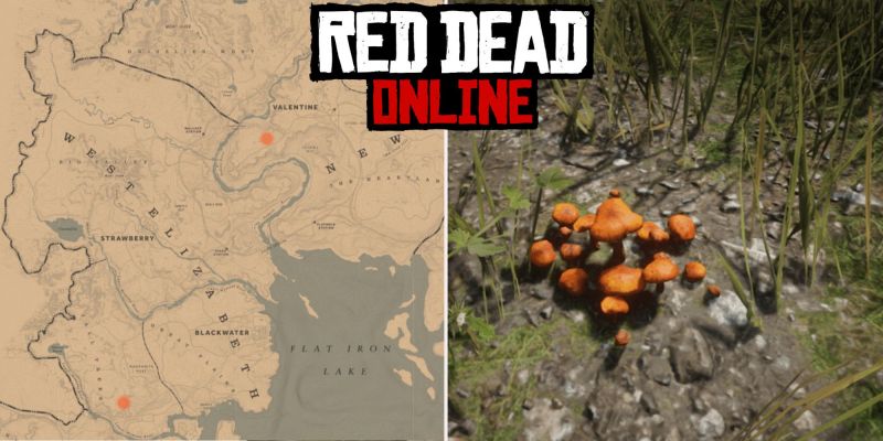 Польский гриб в Red Dead Online: где найти гриб