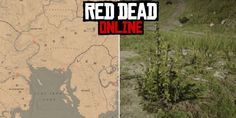 Дикая мята в Red Dead Online: где найти
