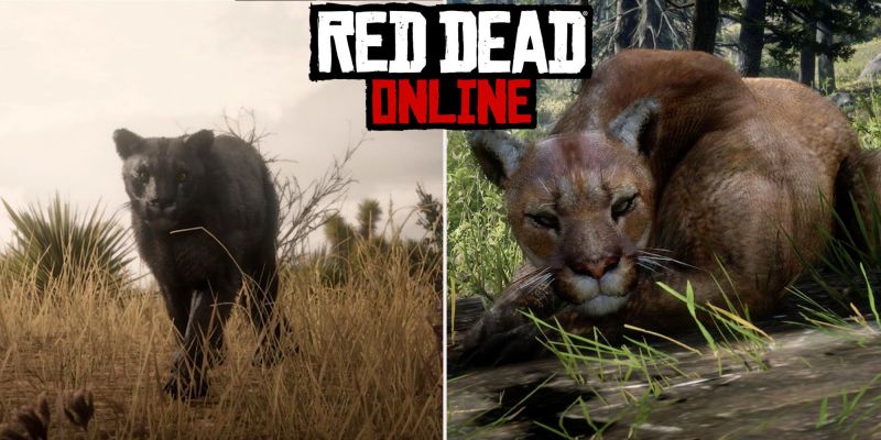 Пума в Red Dead Online: где найти