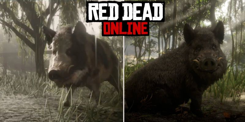 Кабаны в Red Dead Online: где найти