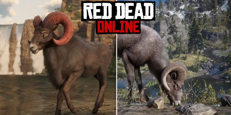Бараны толстороги в Red Dead Online: где найти