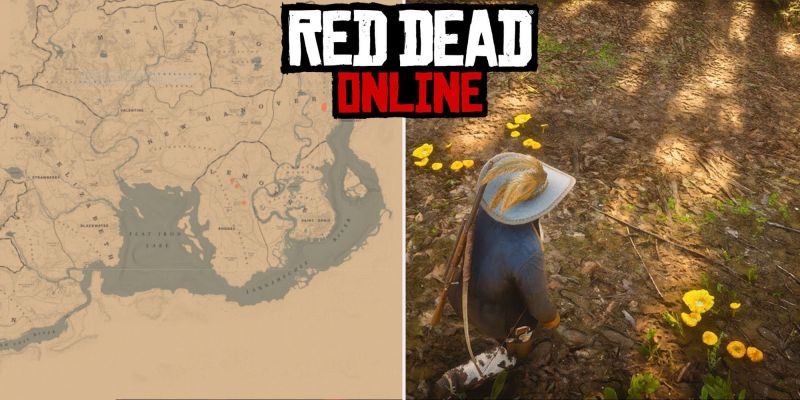 Грибы лисички в Red Dead Online: где найти