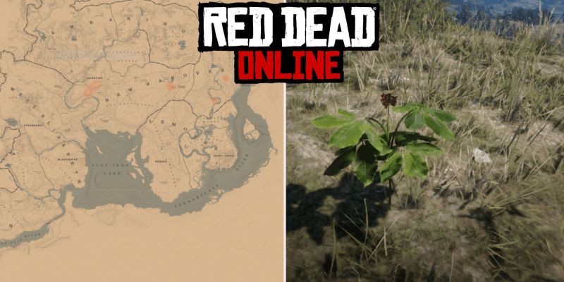 Американский женьшень в Red Dead Online: где найти