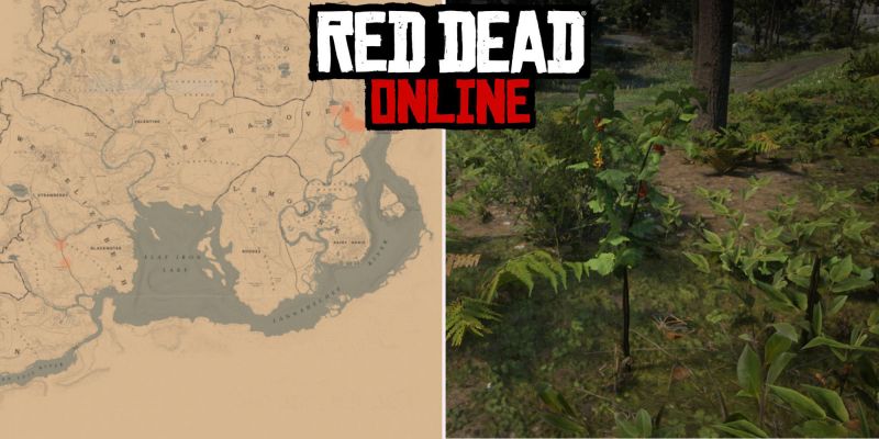 Смородина золотистая в Red Dead Online: где найти