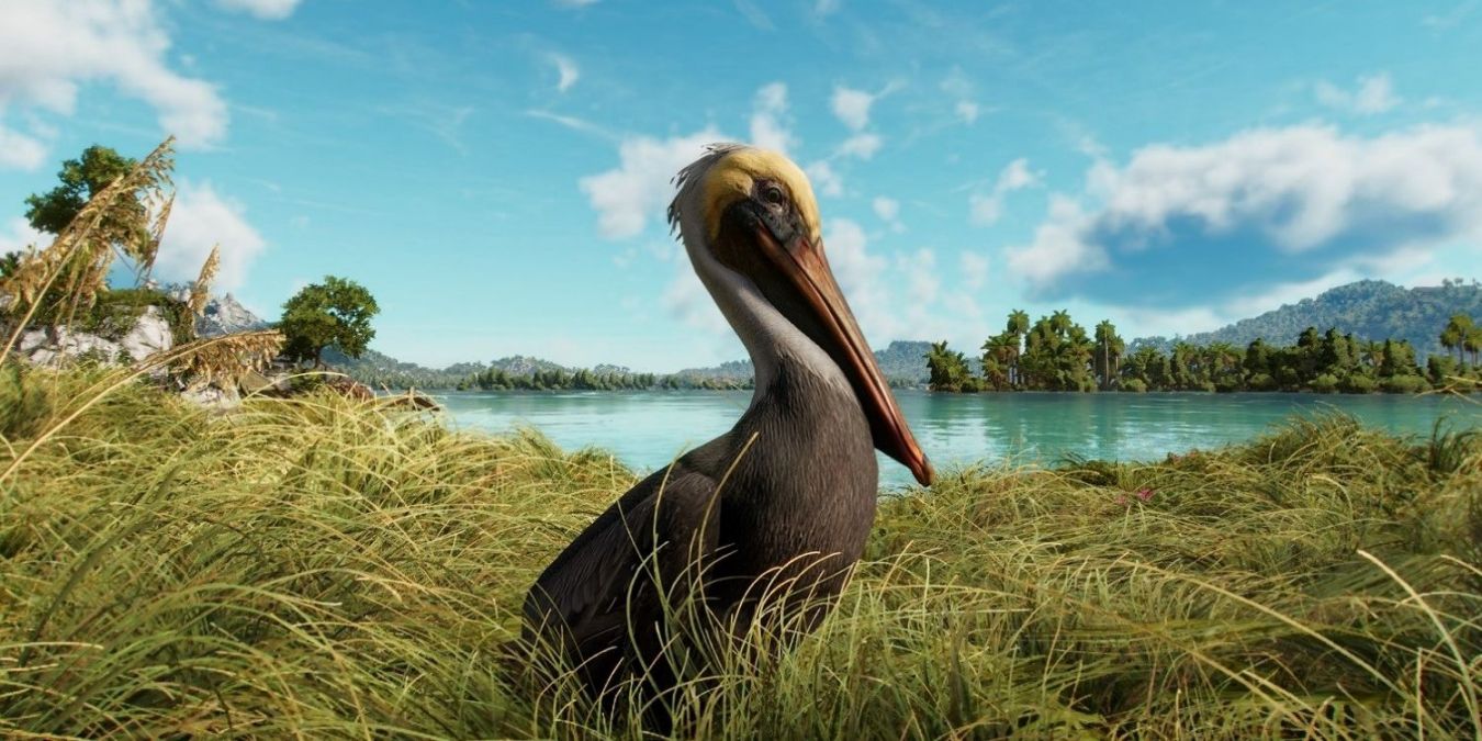 Как кормить пеликанов в Far Cry 6
