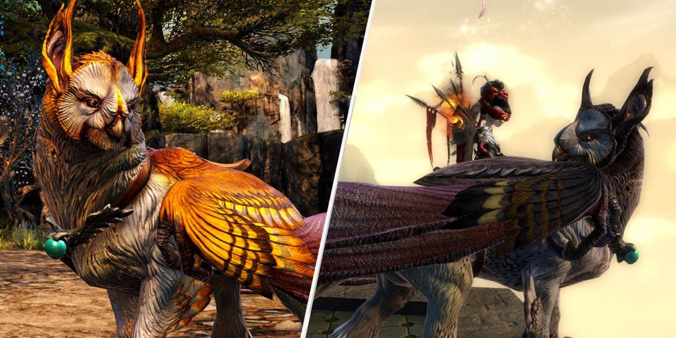Все Грифоны в Guild Wars 2: как открыть и найти