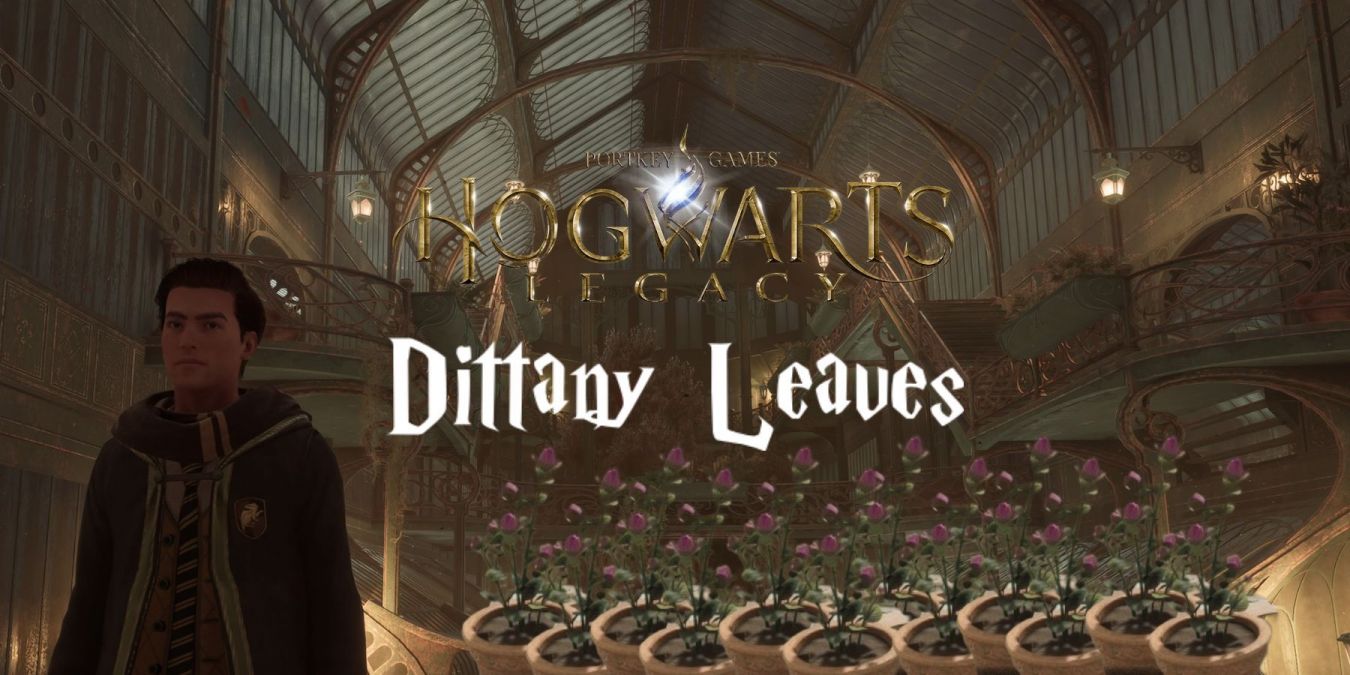 Бадьян в Hogwarts Legacy: где взять